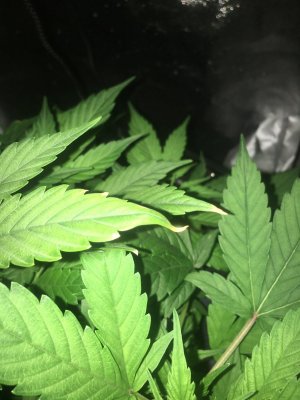 6EDFB50F-3304-4749-8589-33C9C67C3A27.jpeg 6EDFB50F-3304-4749-8589-33C9C67C3A27.jpeg