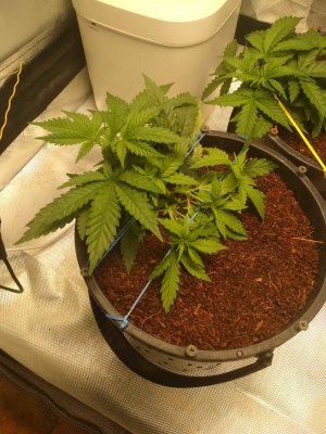 img_20230918_220759738.jpg img_20230918_220759738.jpg