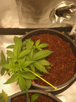 img_20230918_220759051.jpg img_20230918_220759051.jpg