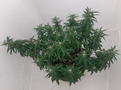 20230919_212956.jpg 20230919_212956.jpg