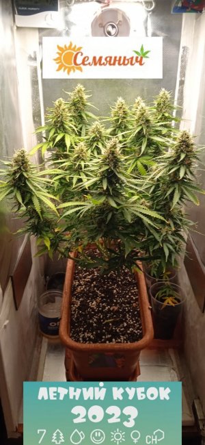 63дн_паспорт 2.jpg