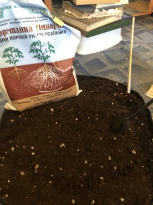 IMG_3816.jpeg IMG_3816.jpeg