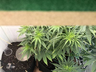 IMG_3821.jpeg IMG_3821.jpeg