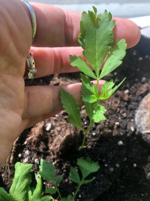 IMG_3853.jpeg IMG_3853.jpeg