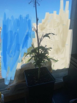 IMG_3862.jpeg IMG_3862.jpeg