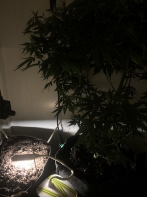 IMG_3970.jpeg IMG_3970.jpeg