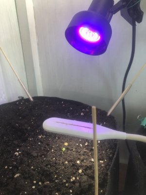 IMG_3983.jpeg IMG_3983.jpeg