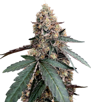 1695721359203.png 1695721359203.png