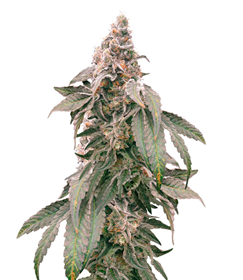 1695721362446.png 1695721362446.png