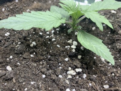 IMG_3263.jpeg IMG_3263.jpeg