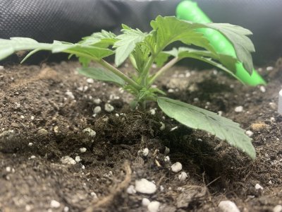 Д12.1.jpg Д12.1.jpg