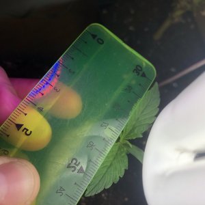 IMG_4382.jpeg IMG_4382.jpeg