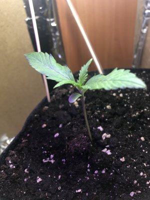 IMG_4442.jpeg IMG_4442.jpeg