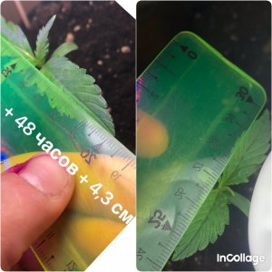 incollage_save.jpeg incollage_save.jpeg