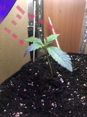 IMG_4468.jpeg IMG_4468.jpeg