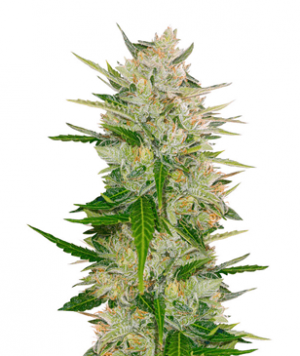 auto mazar.png auto mazar.png