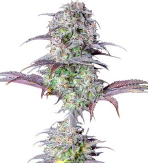 original blueberry auto.jpg original blueberry auto.jpg