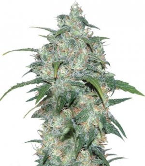 wild thai.jpg wild thai.jpg