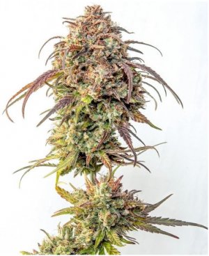 purple punch.jpg purple punch.jpg