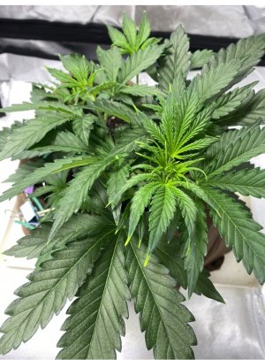 IMG_7070.jpeg IMG_7070.jpeg