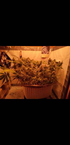 S31006-232534.png S31006-232534.png