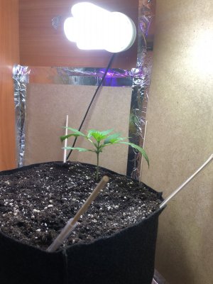 IMG_4556.jpeg IMG_4556.jpeg