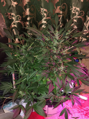 1696880727310.png 1696880727310.png