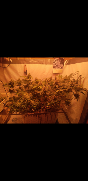 S31011-211710.png S31011-211710.png