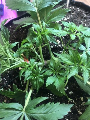 IMG_4677.jpeg IMG_4677.jpeg