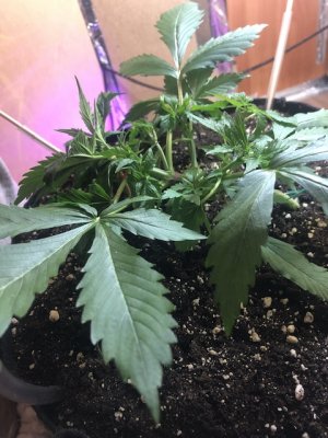 IMG_4678.jpeg IMG_4678.jpeg