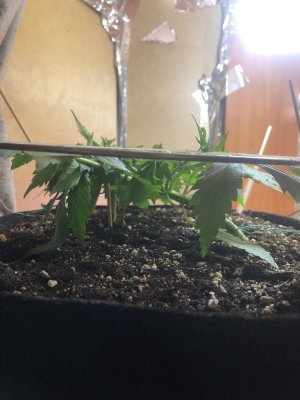 IMG_4680.jpeg IMG_4680.jpeg