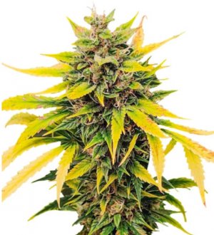 auto ak.jpg auto ak.jpg