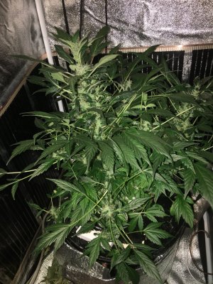 88939E27-8C72-4EA9-8BF6-9651AB897DD4.jpeg 88939E27-8C72-4EA9-8BF6-9651AB897DD4.jpeg