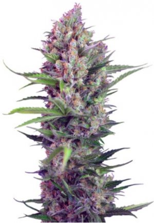 cream mandarine.jpg cream mandarine.jpg