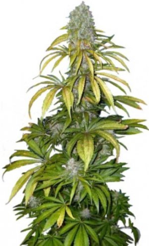 chrystal.jpg chrystal.jpg