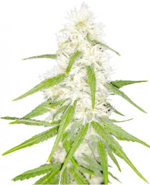 tashkenti.jpg tashkenti.jpg