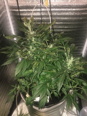 55E7CE29-4719-4448-9CBE-648F001F0771.jpeg 55E7CE29-4719-4448-9CBE-648F001F0771.jpeg