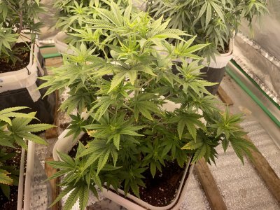 IMG_0939.jpeg IMG_0939.jpeg