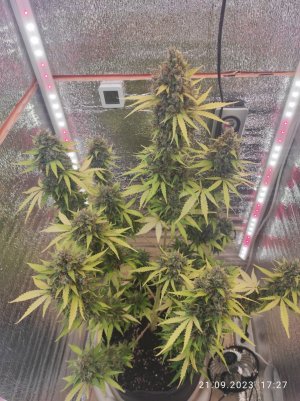 IMG_20230921_172754.jpg IMG_20230921_172754.jpg