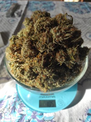 IMG_20231001_151915.jpg IMG_20231001_151915.jpg