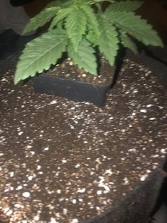 IMG_4935.jpeg IMG_4935.jpeg