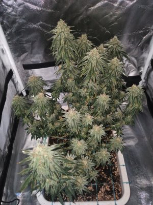 IMG_20230804_212632.jpg IMG_20230804_212632.jpg