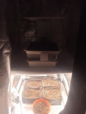 IMG_20231102_180743.jpg IMG_20231102_180743.jpg