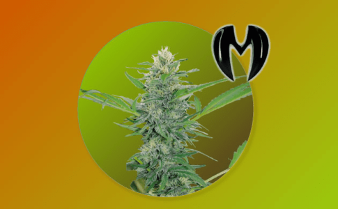 1641747829349.png 1641747829349.png