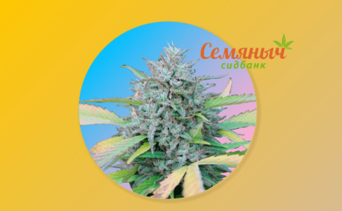 1641747951540.png 1641747951540.png