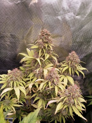 IMG_20220110_192803_014.jpg IMG_20220110_192803_014.jpg