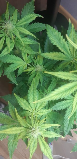 IMG_20220112_210816_832.jpg IMG_20220112_210816_832.jpg