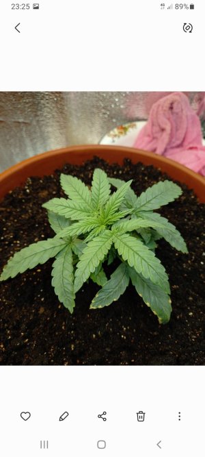 Screenshot_20220112-232555_Gallery.jpg Screenshot_20220112-232555_Gallery.jpg