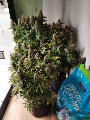 photo_2022-01-12_16-36-33.jpg photo_2022-01-12_16-36-33.jpg