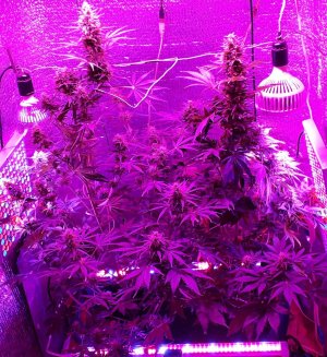 devotchka-auto-doctors-choise__7x5ENIm12uovtZgP.jpg devotchka-auto-doctors-choise__7x5ENIm12uovtZgP.jpg